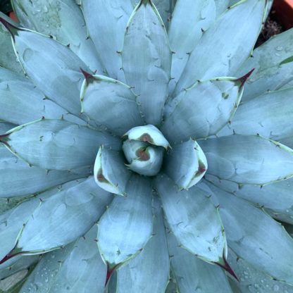 Agave macroacantha photograph of mature plant