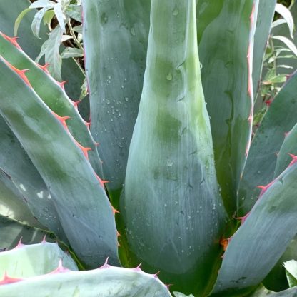 Agave montana close up of mature plant growing at Big Plant Nursery