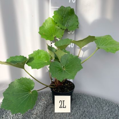 Farfugium japonicum 2 litre plant at Big Plant Nursery