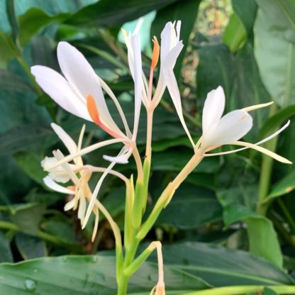 Hedychium yunnanense flower at Big Plant Nursery