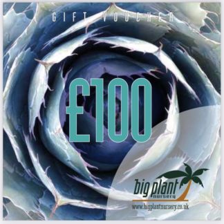 £100 Big Plant Nursery Gift Voucher