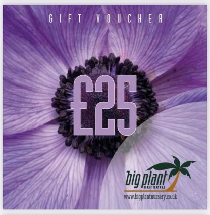 £25 Big Plant Nursery Gift Voucher