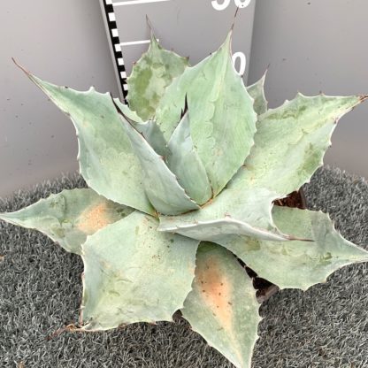 Agave ovatifolia 'Iced Heart' at Big Plant Nursery