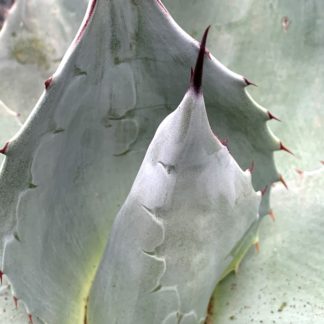 Agave ovatifolia 'Iced Heart' close up of new growth at Big Plant Nursery