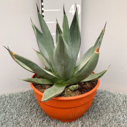 Agave 'sharkskin' growing in a 25cm bowl