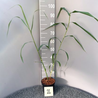 Arundo donax 'Macrophylla' 2 litre plant at Big Plant Nursery
