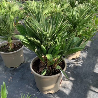 Chamaerops humilis 'Compacta' 20 litre plant at Big Plant Nursery