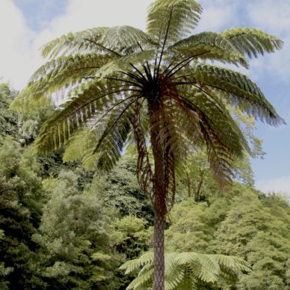 Cyathea cooperi mature plants growing in the Azores