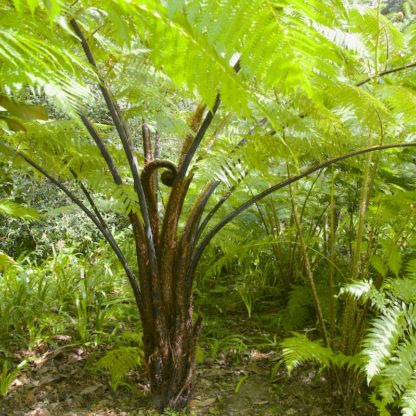 Cyathea medullaris young plant growing in the wild
