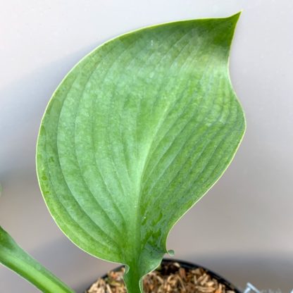 Hosta 'Empress Wu' leaf at Big Plant Nursery