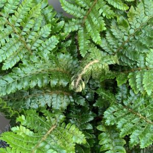 Polystichum neolobatum - Big Plant Nursery