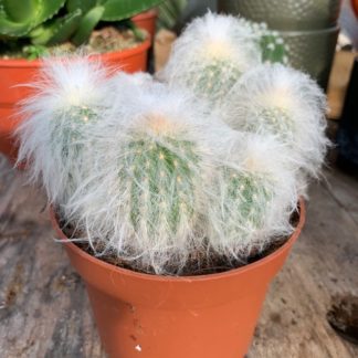 Espostoa melanostele cactus available for sale at Big Plant Nursery