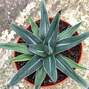 Agave ferdinandi-regis - Big Plant Nursery