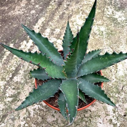 Agave gentryi 'Jaws' young plant at Big Plant Nursery