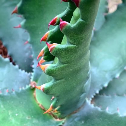龙舌兰“颌”特写的成熟植物的刺在大植物苗圃开云体育官方首页网站下载安装
