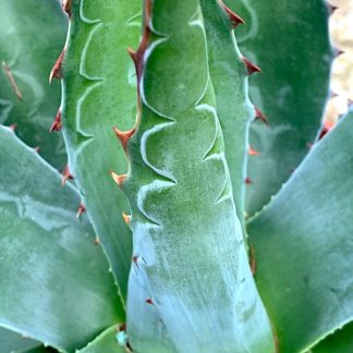 Agave montana close up of growing point on plant at Big Plant Nursery