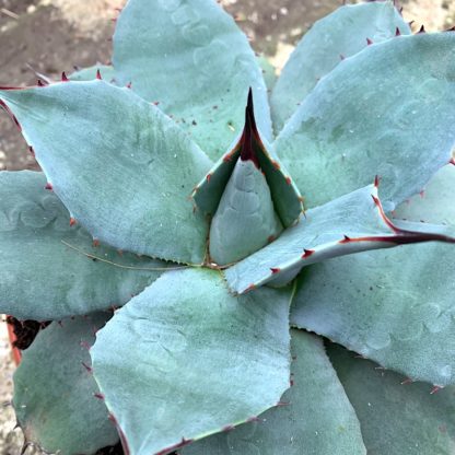 Agave parryi var. Huachucensis young plant