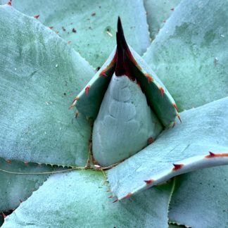 Agave parryi var. Huachucensis close up of new growth