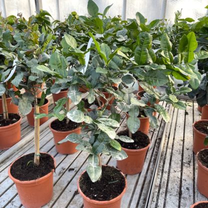 Citrus hystrix Kaffir Lime 6 litre plants growing at Big Plant Nursery