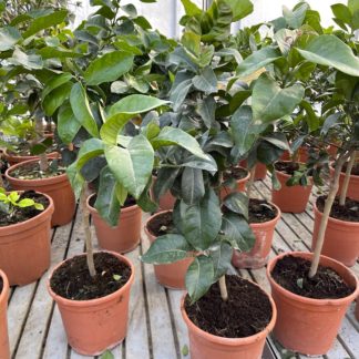 Citrus latifolia plants at Big Plant Nursery