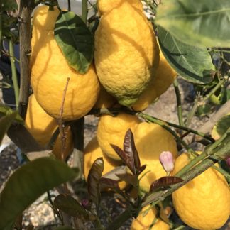 Citrus limon ripe lemons on tree