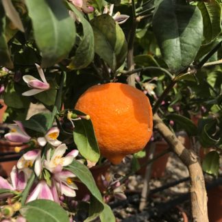 Citrus sinesis Orange showing fruit and flower