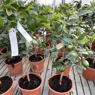 Citrus x citrofortunella sp.Lakeland 6 litre plants at Big Plant Nursery