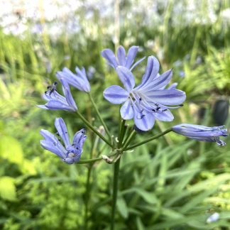 Agapanthus 'Blue Storm' in flower at Big Plant Nursery