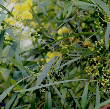 Acacia retinoides flowers and foliage at Big Plant Nursery
