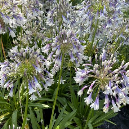 Agapanthus 'Fireworks' flowers at Big Plant Nursery