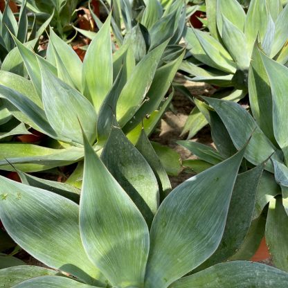 Agave 'Blue Flame' group at Big Plant Nursery