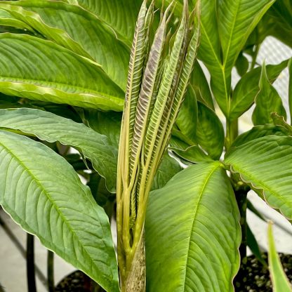 Amorphophallus napalensis new leaf forming at Big Plant Nursery