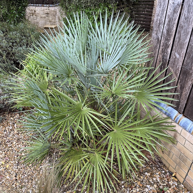 Chamaerops humilis 'Cerifera'成熟植物生长在英国花园