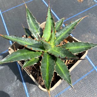 Agave xylonacantha var hybrida 2 litre plant at Big Plant Nursery