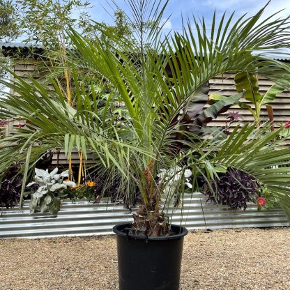 Butia eriospatha 30 litre plant at Big Plant Nursery