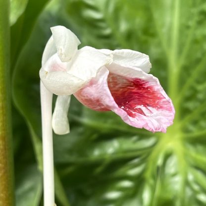 Caulokaempferia sikkimensis flower at Big Plant Nursery