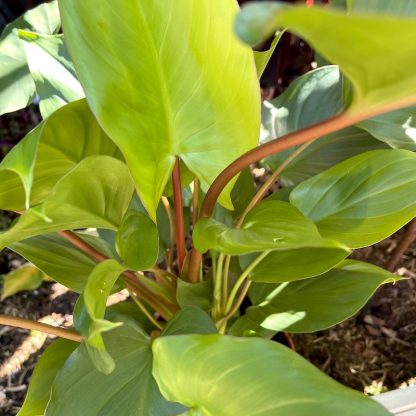 Homalomena rubescens 'Maggy' close up of new growth at Big Plant Nursery