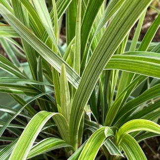 Ophiopogon japonica 'Silver Mist' close of of leaf colour