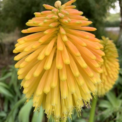 Kniphofia rooperi young flower at Big Plant Nursery