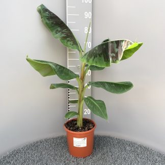 Musa 'Dwarf Cavendish' 5 litre plant at Big Plant Nursery