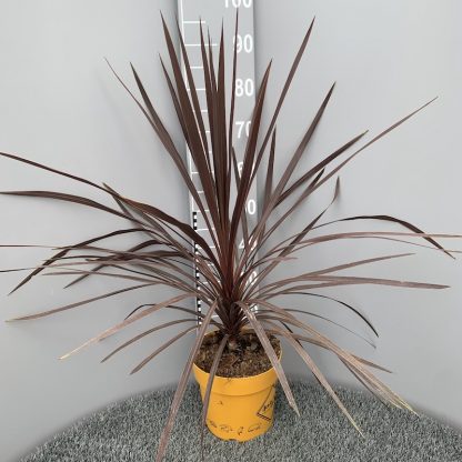 Cordyline 'Red Star' 6 litre plant