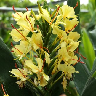 Hedychium 'Dixter' in flower at Big Plant Nursery