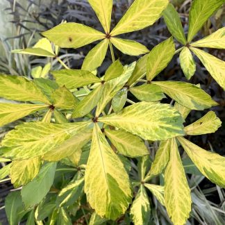 Pseudopanax lessonii 'Goldsplash' leaf colour at Big Plant Nursery