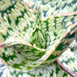 Aloe cleopatra close up of leaves at Big Plant Nursery