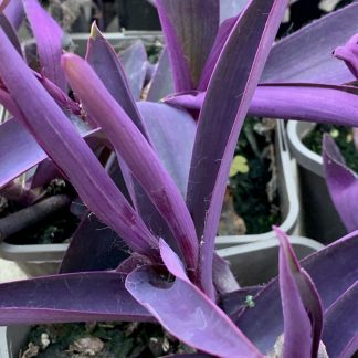 Tradescantia pallida 'Purple Heart' at Big Plant Nursery