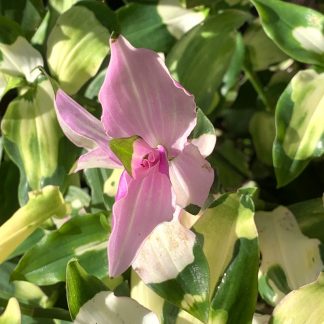 Tradescantia x andersonia 'Blushing Bride' leaf colour on plant growing at Big Plant Nursery