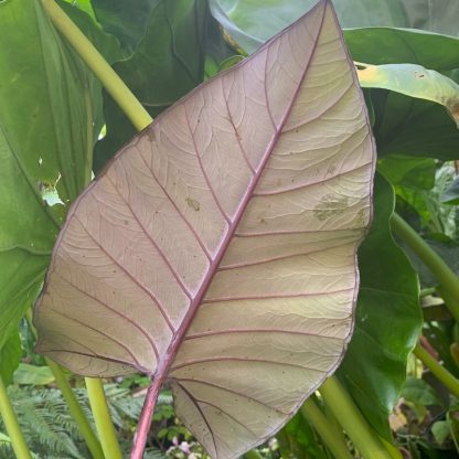 Xanthosoma violaceum showing underside of leaf on a plant growing at Big Plant Nursery