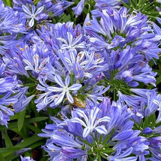 Agapanthus 'Bleu de Chine' flowers at Big Plant Nursery