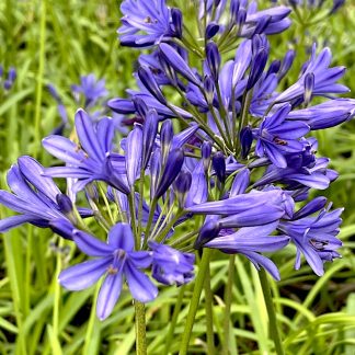 Agapanthus 'Brilliant Blue' flowers on plants growing at Big Plant Nursery