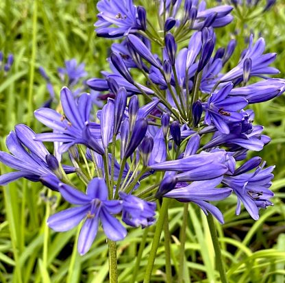 在大植物苗圃种植的植物上的“亮蓝”花开云体育官方首页网站下载安装